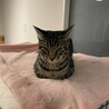 の写真