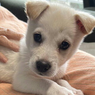 お問い合わせを頂きました白い子犬