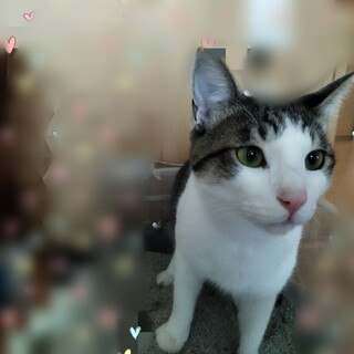 １歳4ヶ月の兄妹慎重な兄ちゃん