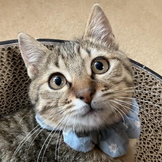 人も猫も犬も好き！ぽんかんです♡