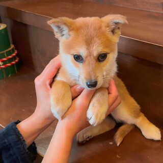 ちょぴり怖がりさんの「ゆめたん」