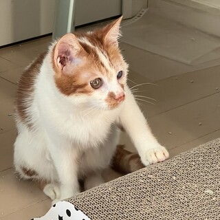 お医者さんにも褒められる性格ハナマルのジジです