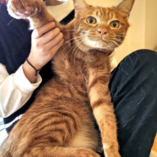 茶トラ甘えたふにゃふにゃくん