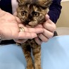 丸顔で可愛いお顔のサビ猫ちゃん サムネイル2