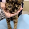 丸顔で可愛いお顔のサビ猫ちゃん サムネイル3