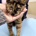 丸顔で可愛いお顔のサビ猫ちゃん