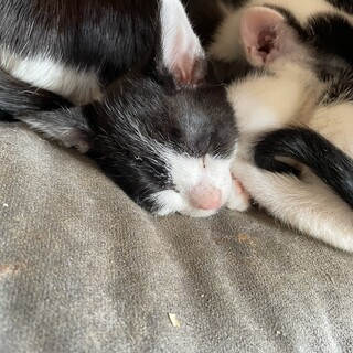 白黒のあごひげの女の子