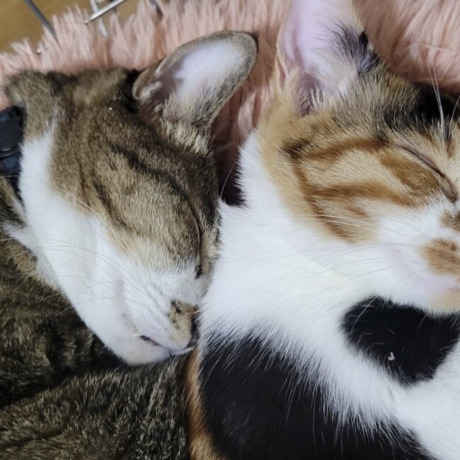 ねこのお宿のカバー写真