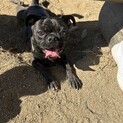 ミックス(パグ・ボストンテリア) 男の子 1歳