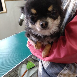 かわいいチワワの女の子