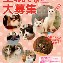 【要予約】しゃーねこ家保護猫譲渡会！！