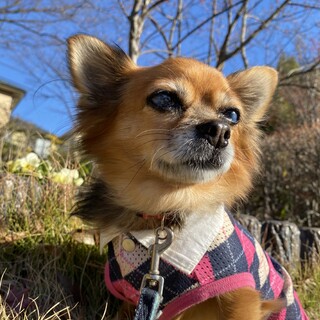 終生保護に切り替えました　ありがとうございました