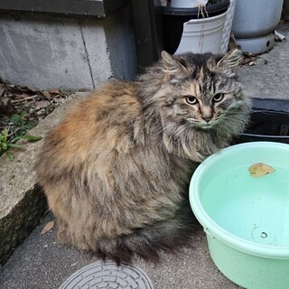 急募！家から追い出された長毛サビちゃん