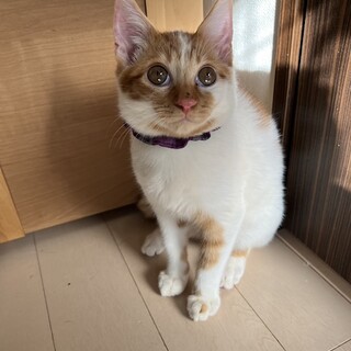 短いアンヨとタヌキのしっぽがかわいいにしです