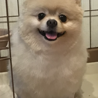 ポメラニアンの里親を募集します