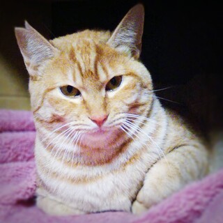 他のネコに優しくて撫でてもらうのが大好き 小丸くん