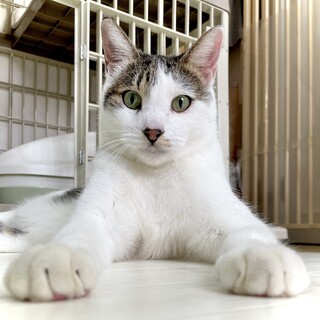 【4/14 東日本橋】スフィンクス⁈♡もっちくん