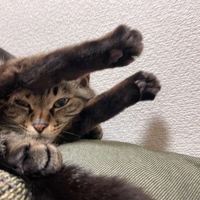 az774のカバー写真