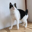 傷を克服したハチワレふじこちゃん（糸島市）