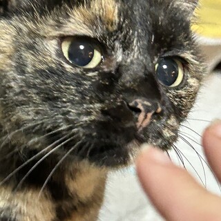 錆猫のかまってちゃんな女の子