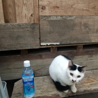 保護猫里親募集！