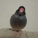 桜文鳥里親募集