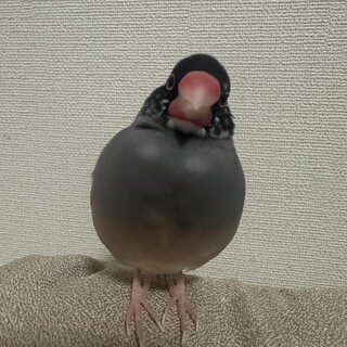 桜文鳥里親募集