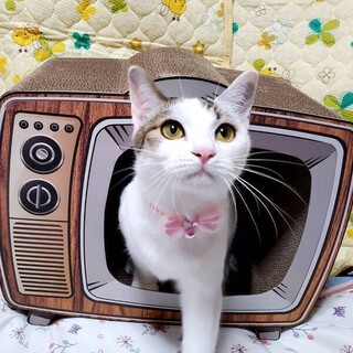 【1/28 東日橋】わんこのような性格♡希ちゃん