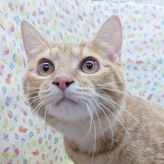 まぁるいお顔のプリンス♡ちょろ