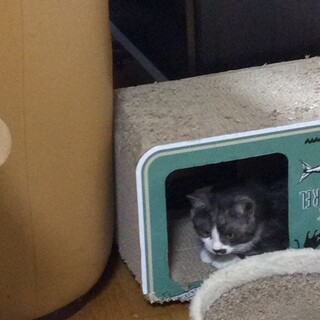 雑種の男の子　可愛い子です