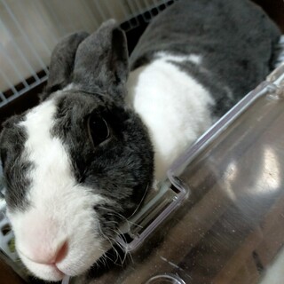 ミニレッキス♀