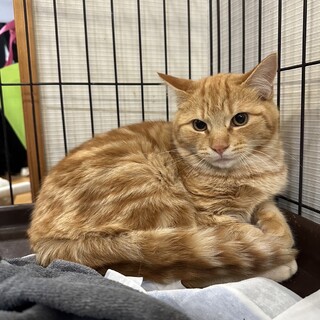 アメショ柄の茶トラくん4ヶ月