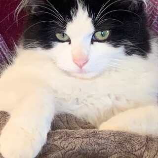 【トライアル中】美人＆ふさふさ短足系のミーコ様