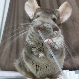 募集多数のため現在応募を一時停止しております。