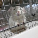 チンチラ ホワイト生後5ヶ月