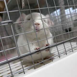 チンチラ ホワイト生後5ヶ月