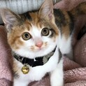 ぬいぐるみのように愛くるしい三毛猫ちゃん