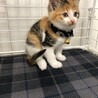 ぬいぐるみのように愛くるしい三毛猫ちゃん サムネイル2