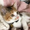 ぬいぐるみのように愛くるしい三毛猫ちゃん サムネイル3
