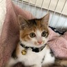 ぬいぐるみのように愛くるしい三毛猫ちゃん サムネイル4