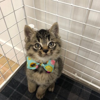 手足が短め中長毛ふわふわのキジトラ君