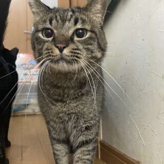 りんご猫だけど諦めず、ずっとのお家を待っています