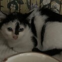 個性的な前髪にギャップ有　性格穏やか　子猫様♀