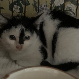 個性的な前髪にギャップ有　性格穏やか　子猫様♀