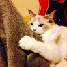 うちにきて1か月アナキン
