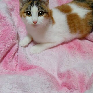 懐っこい三毛の子猫