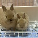 【里親募集】12月27日生/ネザーランドドワーフ