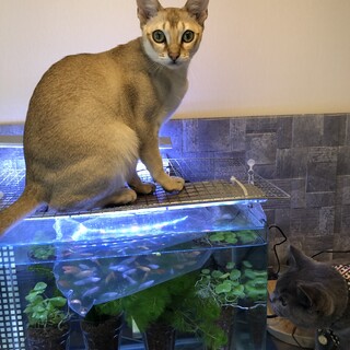 ～小さな妖精～シンガプーラ4歳♂