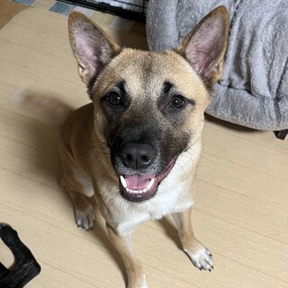 天真爛漫な男の子ちはる♥️野犬にも家族を