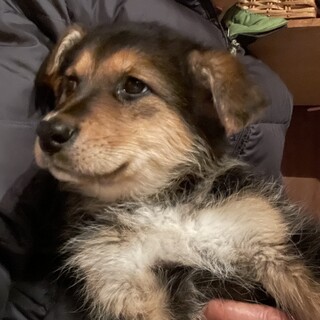 シェパードmixの赤ちゃん